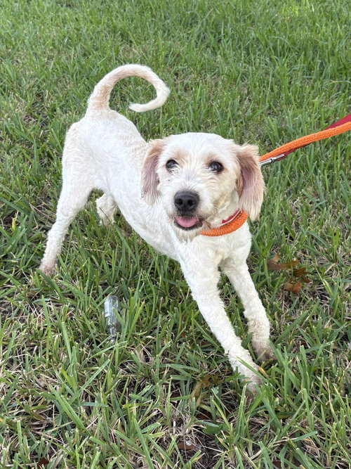 SWISS - Poodle (unknown type) / Maltese available for adoption