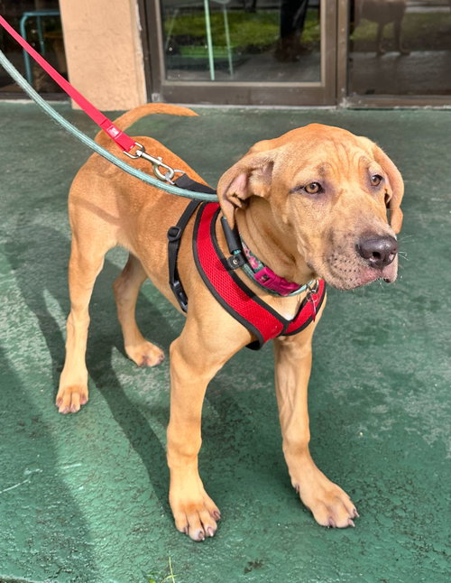 BELLA - Hound available for adoption