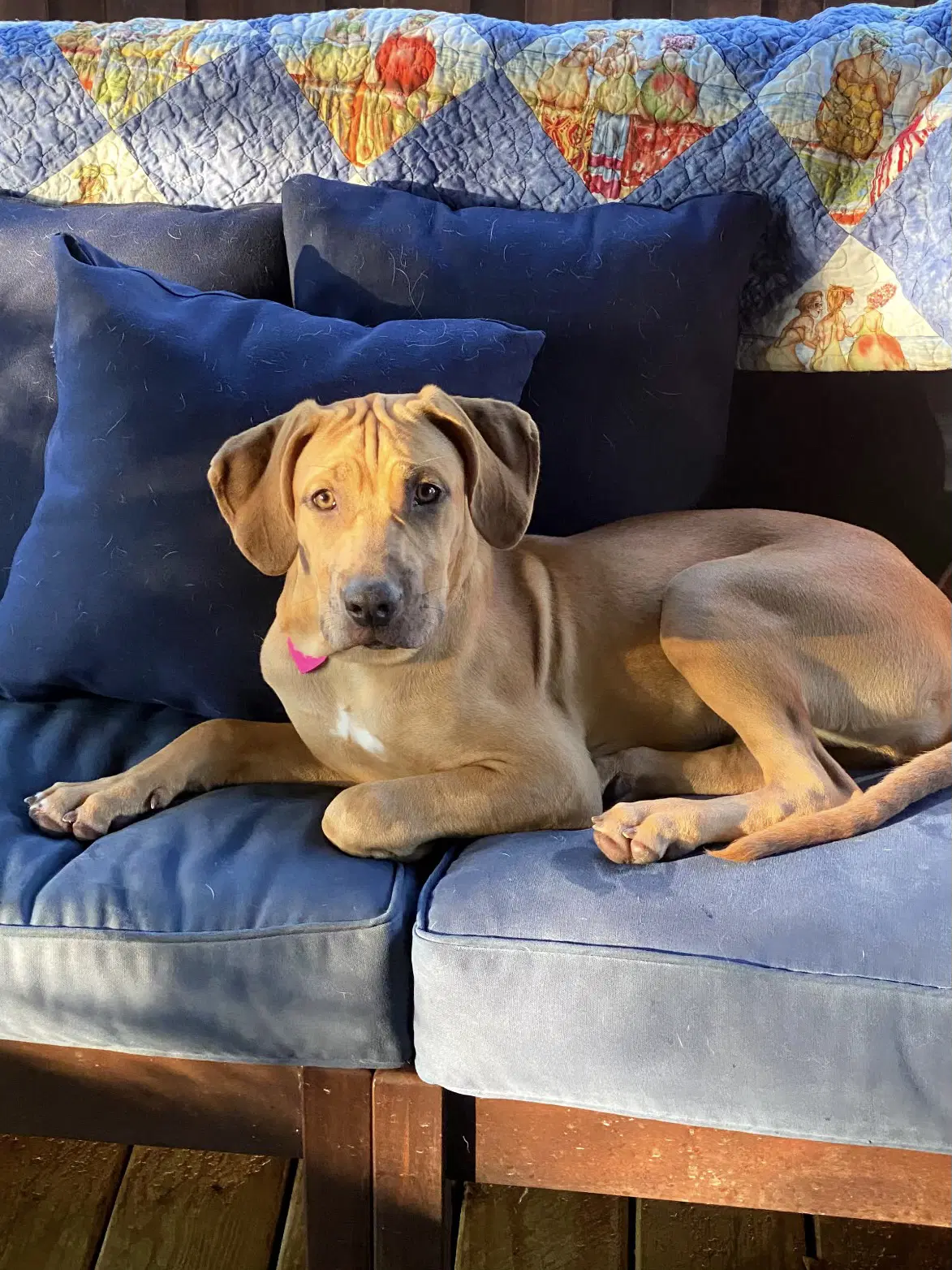 Bella - Hound