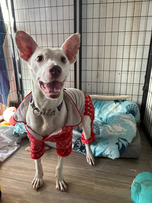 Tyson, an adoptable American Bulldog in Margate, FL