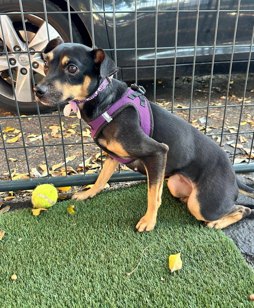 EZRA - Terrier / Miniature Pinscher available for adoption