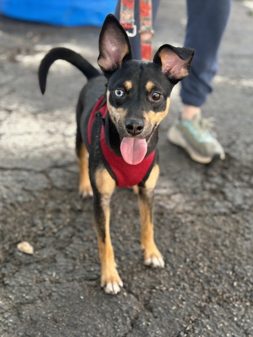 EMERY - Terrier / Miniature Pinscher available for adoption