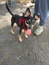 Emery - Photo 4