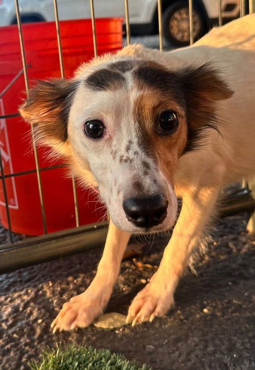 ELENNA - Terrier / Papillon available for adoption