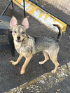 Ellie - Photo 1