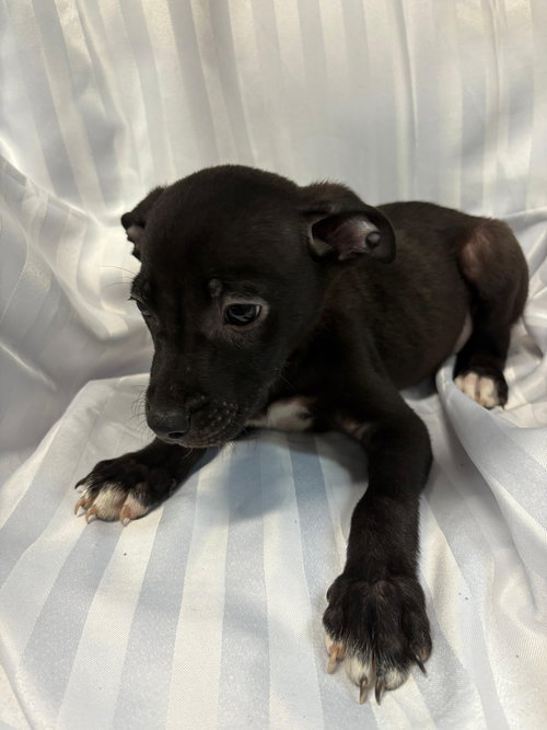 TOSTITOS - American Bulldog available for adoption
