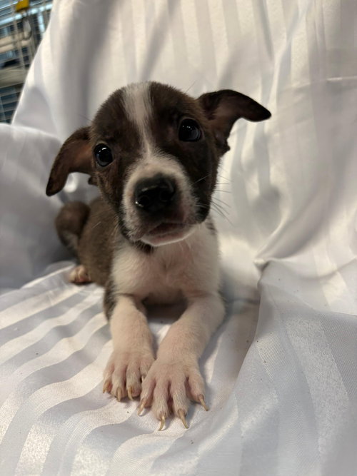 CHEETOS - American Bulldog available for adoption