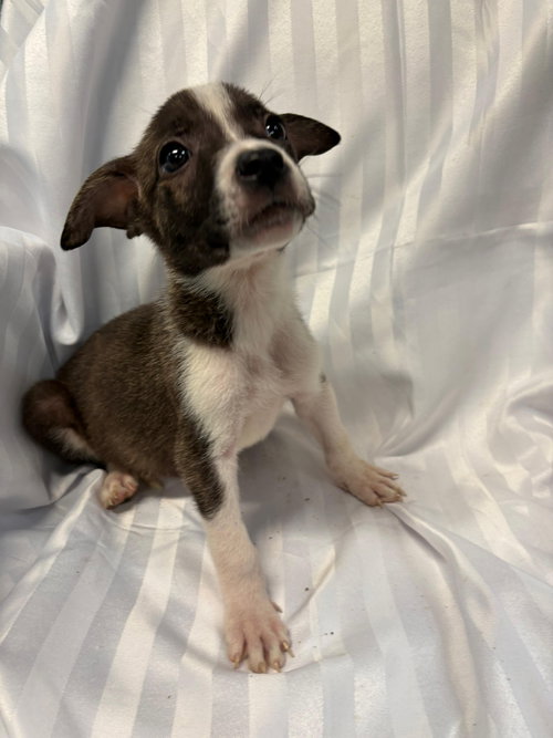 CHEETOS - American Bulldog available for adoption