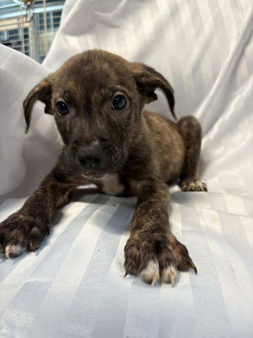 KETTLES - American Bulldog available for adoption