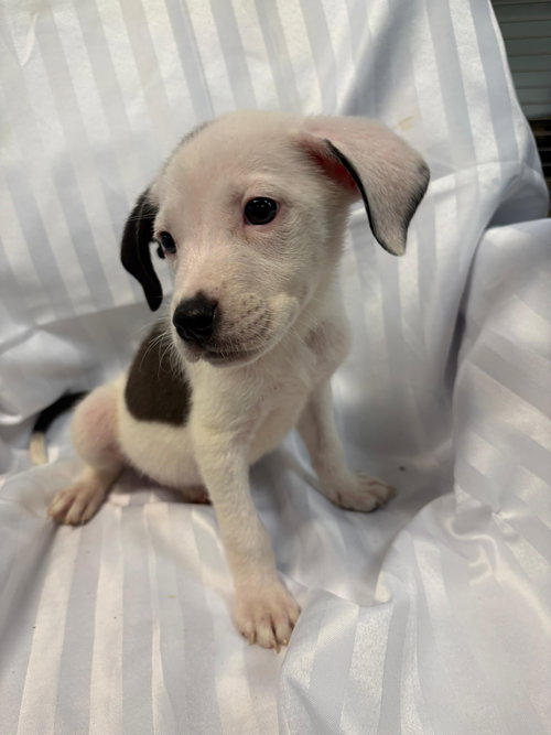 PRINGLES - American Bulldog available for adoption