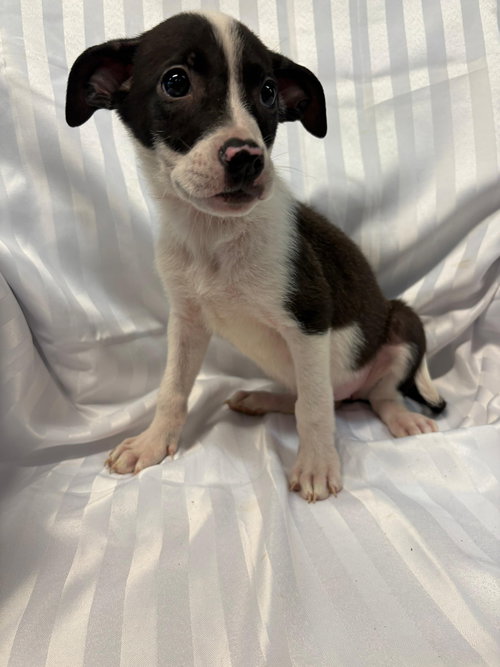 DORITOS - American Bulldog available for adoption