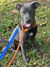 APOLLO - Photo 4