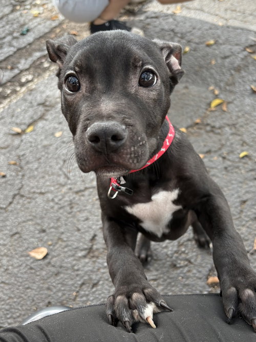 HADES - American Bulldog available for adoption