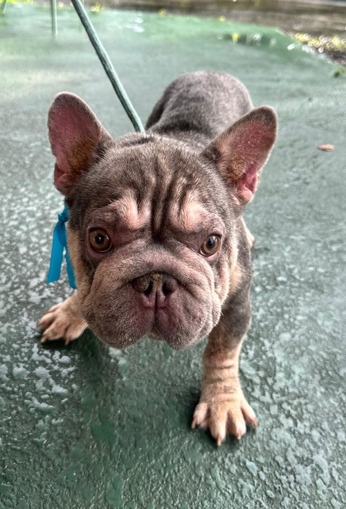 OSVALDO - French Bulldog available for adoption