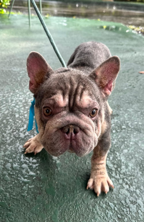 OSVALDO - French Bulldog available for adoption