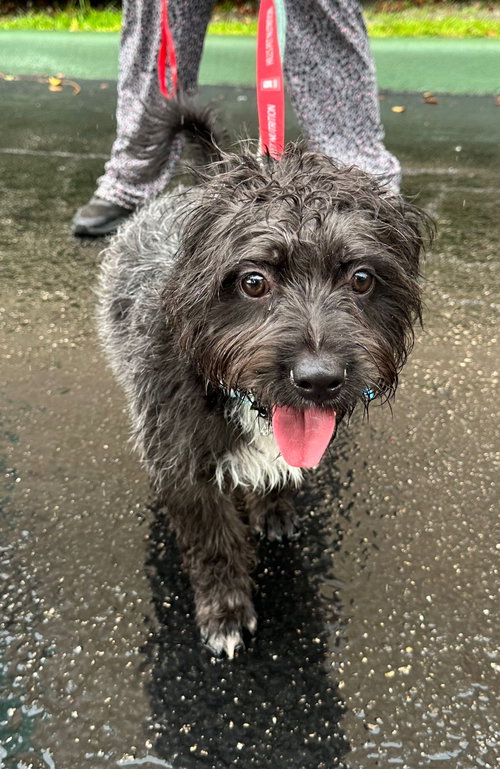 ATLAS - Poodle (Standard) / Terrier available for adoption