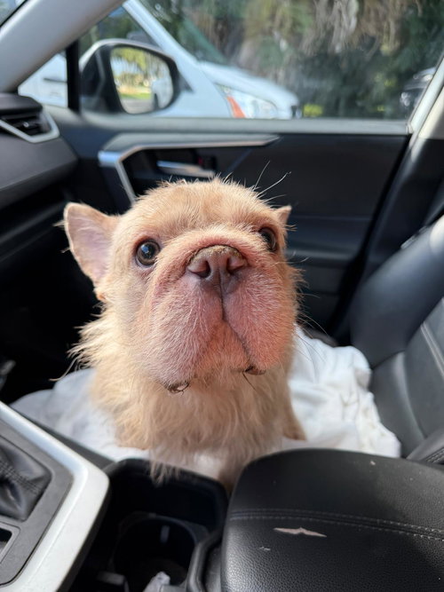 DRAKE - French Bulldog available for adoption
