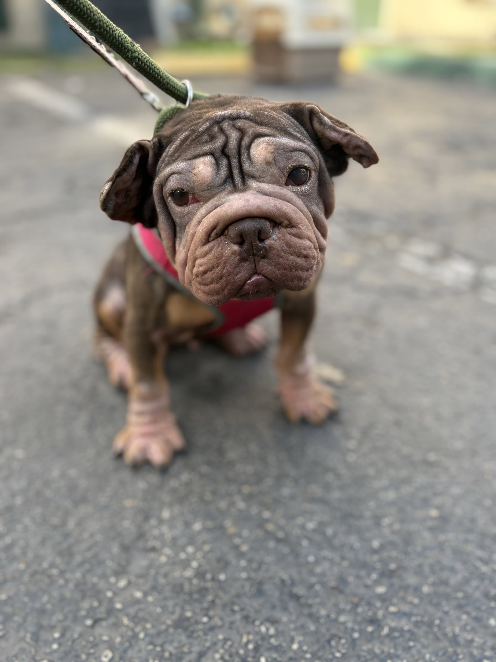 Cleopatra Image