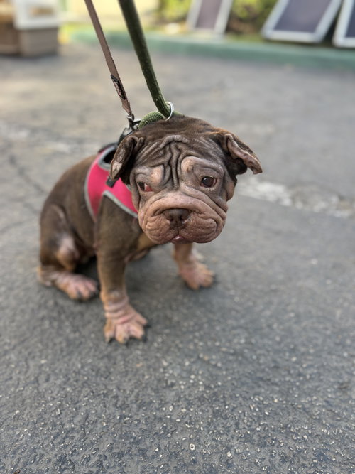 CLEOPATRA - French Bulldog available for adoption