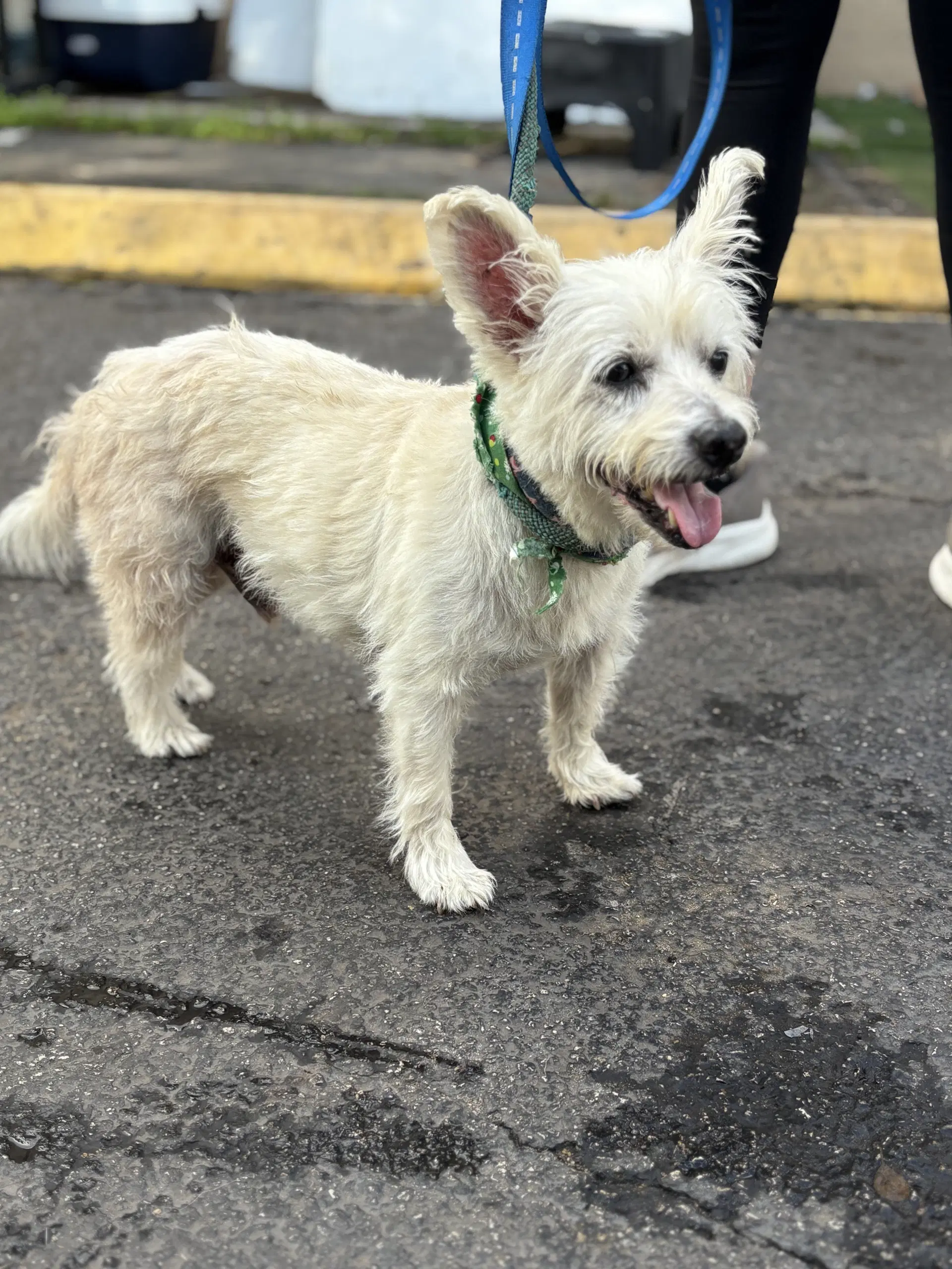 Quing - Terrier