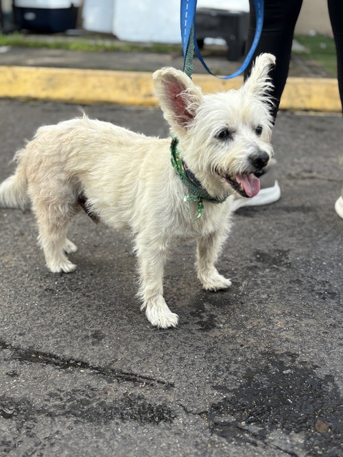 picture of the dog needing adoption