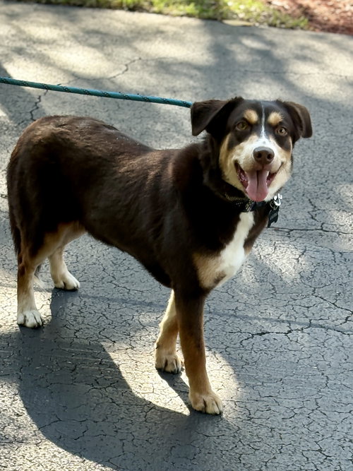 KAIRA - Australian Shepherd / Border Collie available for adoption