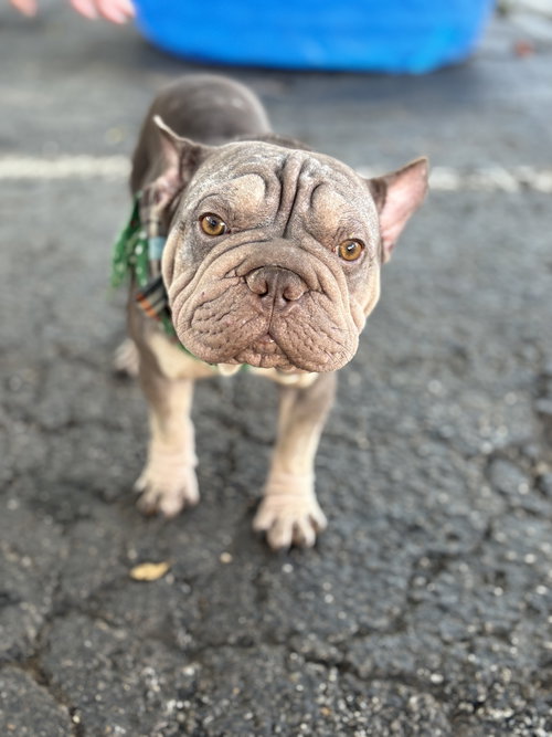 OTTO - French Bulldog available for adoption