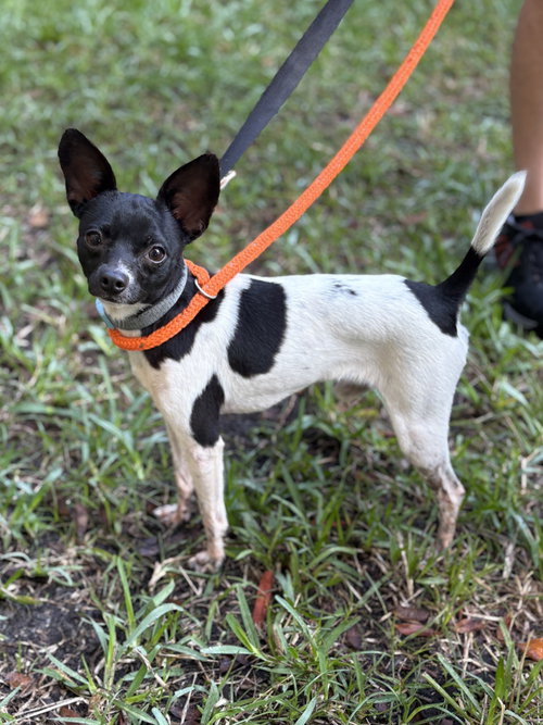 ROBERT - Rat Terrier / Chihuahua available for adoption