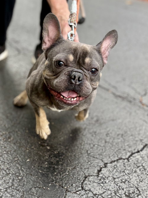 TITAN - French Bulldog available for adoption