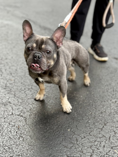 TITAN - French Bulldog available for adoption