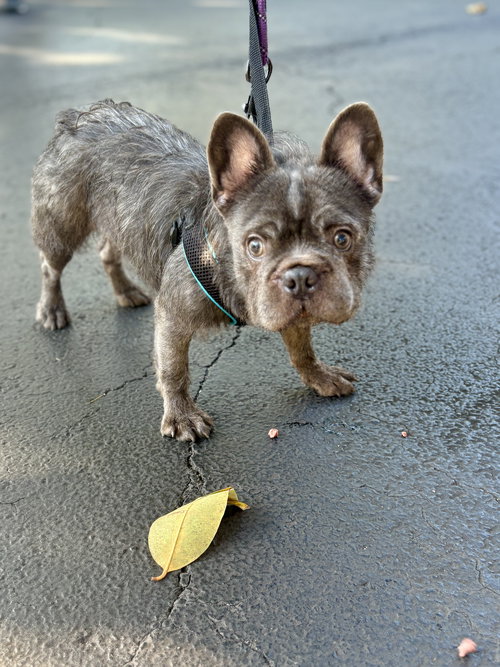 NOAH - French Bulldog available for adoption