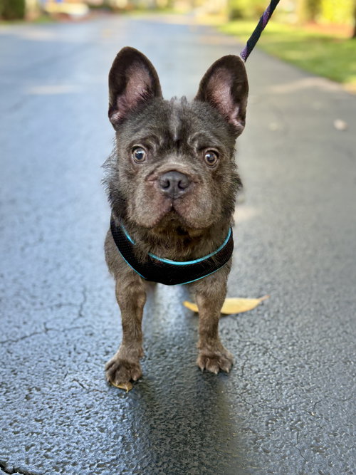 NOAH - French Bulldog available for adoption