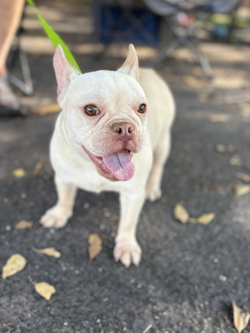 CELESTE - French Bulldog available for adoption