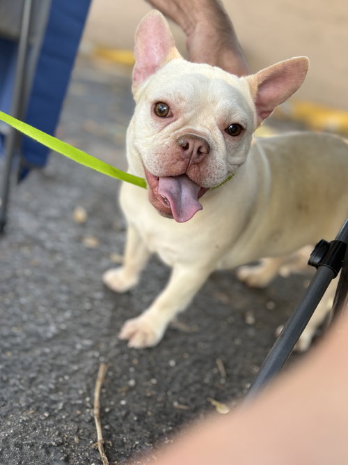 CELESTE - French Bulldog available for adoption