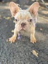 JULIETT - Photo 4