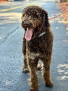 MILO - Photo 2