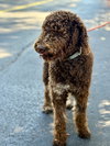 MILO - Photo 3