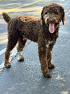 MILO - Photo 4