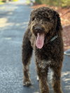 MILO - Photo 5