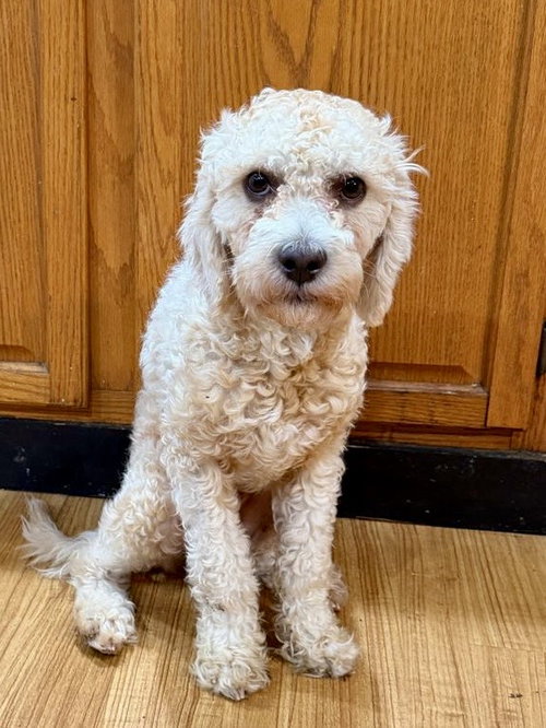 ZAYE - Poodle (Standard) available for adoption