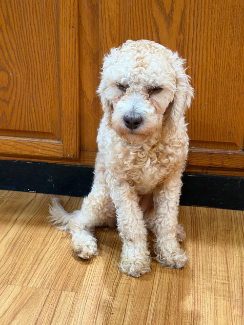 ZAYE - Poodle (Standard) available for adoption