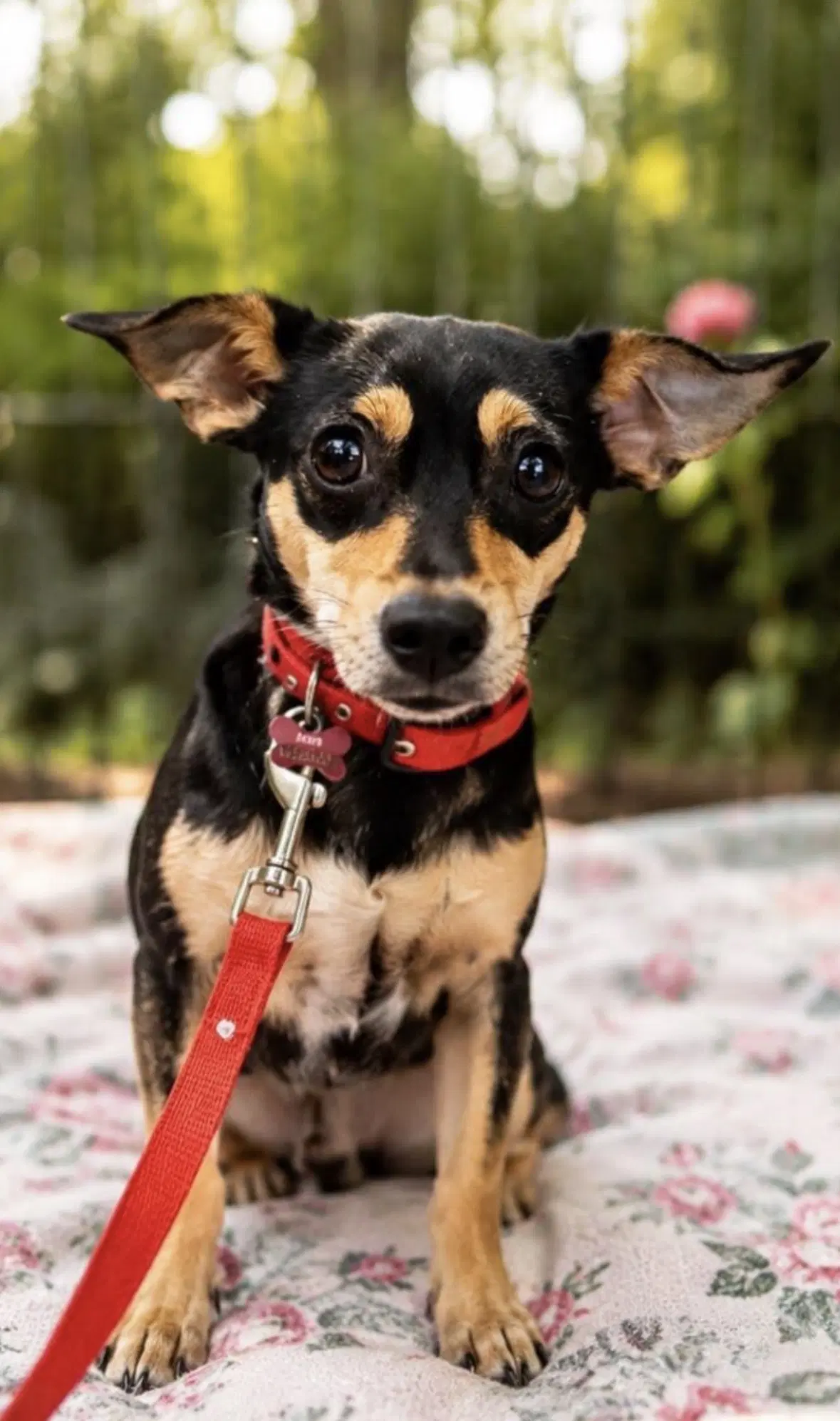 Bella - Chihuahua