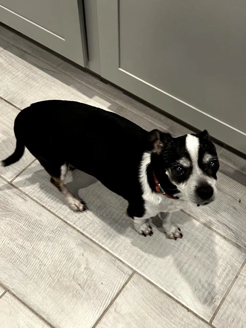 Charlie - Chihuahua