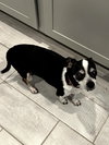 CHARLIE - Photo 1