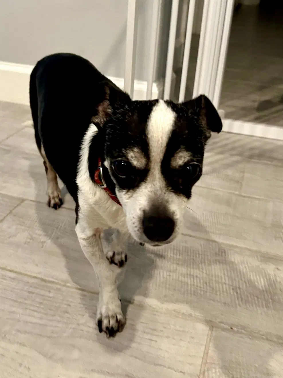 Charlie image 2