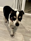 CHARLIE - Photo 2