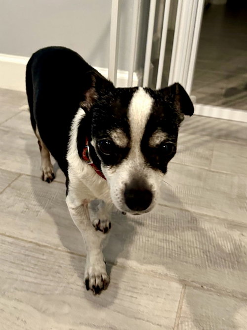 CHARLIE - Chihuahua available for adoption