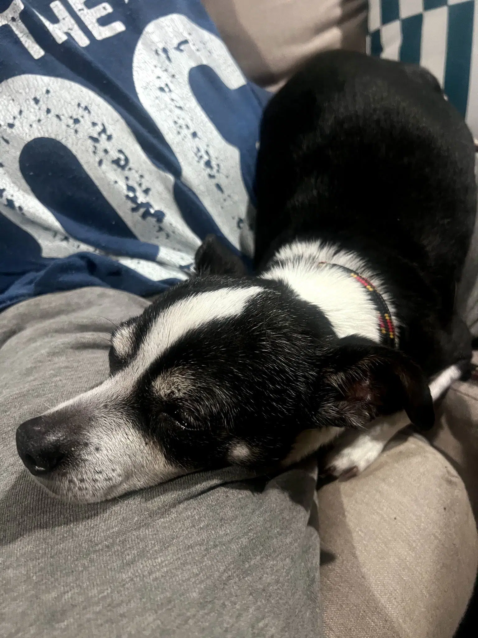 Charlie image 3