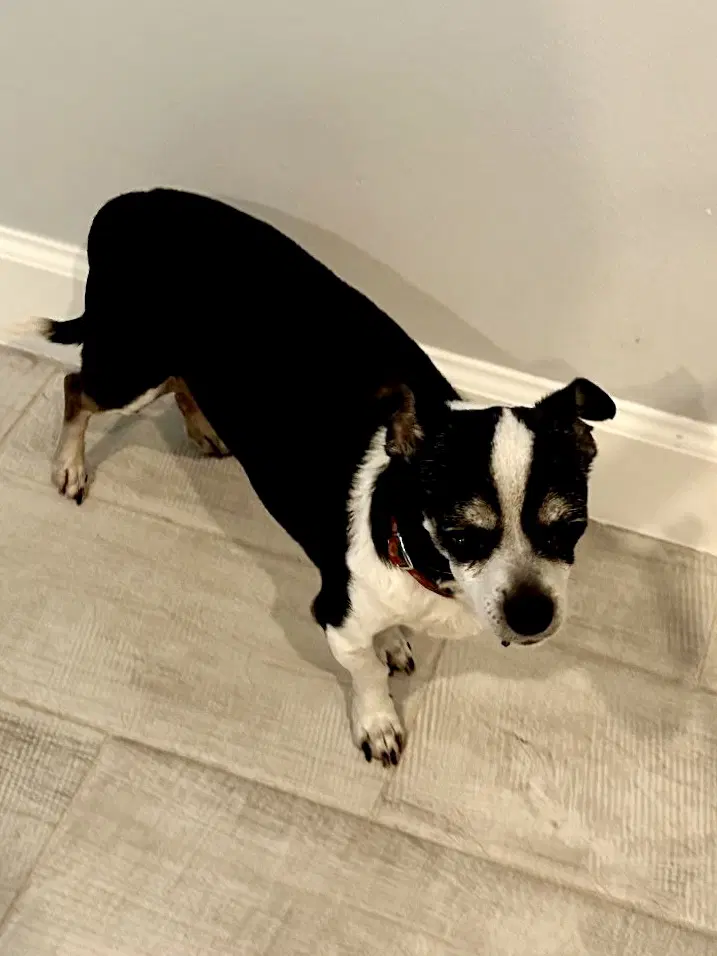 Charlie image 4