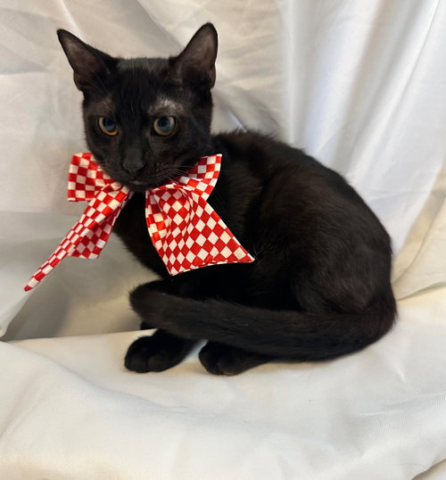 PUCKY - Domestic Short Hair available for adoption